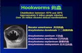 Hookworms 鉤蟲 - petang.cgu.edu.tw