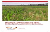 Growing Organic Native Rice