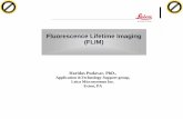Fluorescence Lifetime Imaging (FLIM)