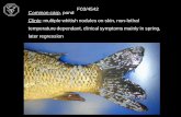 F03/4542 Common carp, pond Clinic: multiple whitish ...