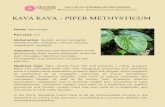 Kava Kava - Piper methysticum - Wild Rose College