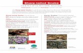Sharp-tailed Snake Identification Guide - British Columbia