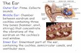 Outer Ear: Pinna. Collects sounds. Middle Ear: Chamber