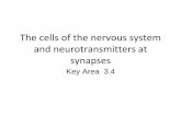 The cells of the nervous system and neurotransmitters at ...