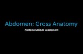 Abdomen: Gross Anatomy - ACR