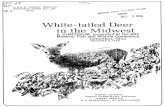 Whit e-tailed Deer in the Midwest - nrs.fs.fed.us