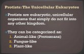 Protists are eukaryotic, unicellular organisms that simply ...