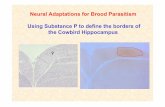 the Cowbird Hippocampus Using Substance P to define the ...
