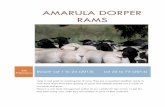 AMARULA DORPER RAMS