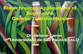 Biotechnology Applications of Sugar cane Genetic ...