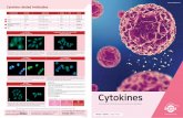 Cytokine related Antibodies