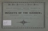 INSECTS OF THE GARDEN - Archive