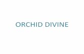 ORCHID DIVINE - HN Safal