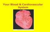 Your Blood & Cardiovascular System