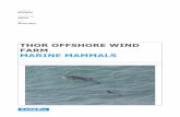 THOR offshore wind farm - ens