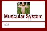 Muscular System II - Ms. Lynch's Lessons