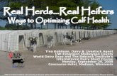 Real Herds…Real Heifers