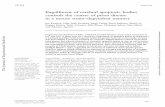 Engulfment of cerebral apoptotic bodies controls the ...