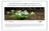 Starflower Image Herbarium & Landscaping Pages Emergent ...