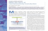 insight review articles Molecular basis of mechanosensory ...