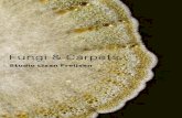 Fungi & Carpets