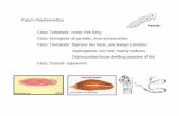 Phylum Platyhelminthes Class: Turbellaria- mostly free ...