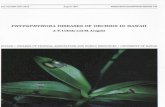 Phytophthora Diseases of Orchids in Hawaii