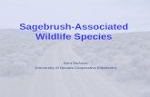 Sagebrush-Associated Wildlife Species - Society for Range Management