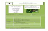 The Audubon Society Osa Peninsula Christmas Bird Count 2011 Summary
