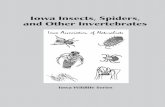Iowa Wildlife Series - Iowa Insects, Spiders, and Other Invertebrates
