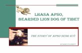 LHASA APSO, BEARDED LION DOG OF TIBET