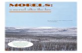 Morels, a Morsel After the Fire - UAF home | University of Alaska