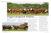 Tigerstriped Value - American Hereford Association