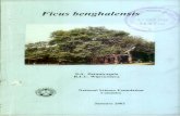 Ficus benghalensis - NSF Digital Library: Home
