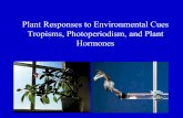 Plant Hormones . pdf - Nicholls State University