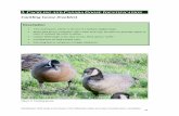 Cackling Goose (Cackler) - ODFW Home Page