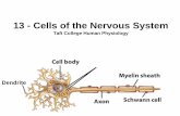 Cells of the Nervous System - Taft College Home Page