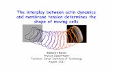 The interplay between actin dynamics and membrane tension