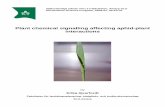 Plant chemical signalling affecting aphid-plant interactions