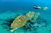 A beautiful gorgonian sea fan at Ko Bida Nok