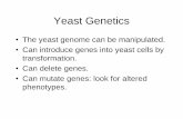 Yeast as a model Eukaryotic Organism - TCD