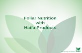 Foliar Nutrition with Haifa Products - Haifa-Group - A leading