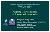 Aligning Representations of Anatomical Knowledge