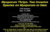 Myoporum Thrips: Two Invasive Species on Myoporum or Naio