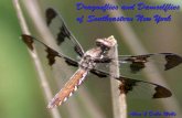 Dragonflies and Damselflies of Southeastern New York
