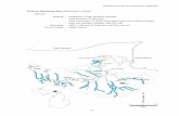 Western blacknose dace Rhinichthys obtusus spawning - rifï¬‚es