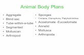 Animal Body Plans - SFSU