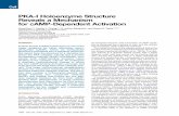 PKA-I Holoenzyme Structure Reveals a Mechanism for cAMP-Dependent
