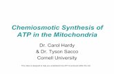 Chemiosmotic Synthesis of ATP in the Mitochondria