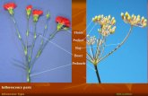 Verticillaster: Florets occurring in false whorls at nodes on